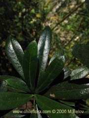 Bild von Berberis trigona (Calafate/Michay)